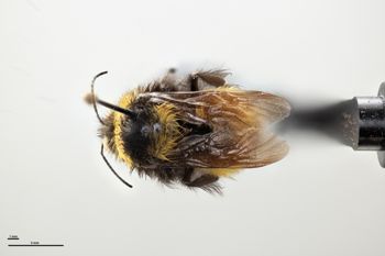 Media type: image;   Entomology 810744 Aspect: habitus dorsal view